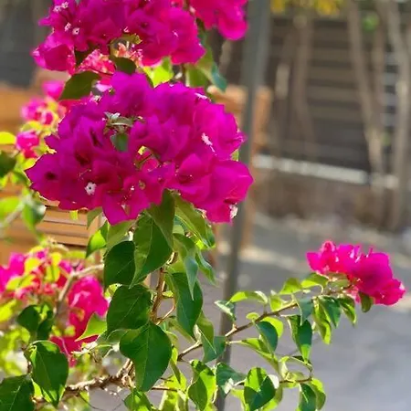 Oleander Agios Nikolaos לאוטרה אדיפסאו